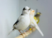 Canaries