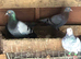 PIGEONS FOR SALE