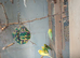 Budgies for sale in cardiff