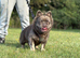 Fluffy French bulldog for stud