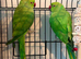 Bonded pair of ringnecks