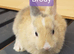 Brody the rabbit