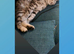 Snow bengal