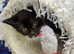 VERY LOVING BOY KITTEN READY NOW