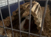 Male guinea pigs
