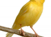 Canaries for ever home