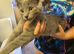 Male kitten