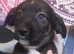 F1 beautiful sprocker puppies