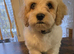 Cavapoochon for sale