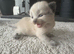 Four kittens