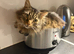Billy the tabby ragdoll