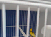 1 pair of Irish fancy canaries