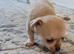 chihuahuas ready to leave 2 weeks.