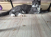 Russian blue male