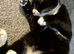 3 year old tuxedo cat for sale