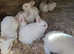 New Zealand Californian Rabbit