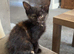 2 female kittens