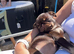 Chocolate and tan female pug