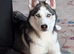 Ace,5 months old puppy for rehome