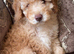 F1B cavapoo puppies 2 Left!