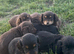 Puppies