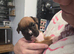 Boxer pup last female