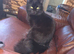 Female cat needs new home