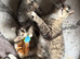 Free Tabby kittens