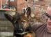 GSD PUPPIES