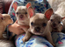 French Bulldog Puppies