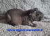 2 pairs of bonded skinny pig boys