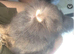 Pure lionhead