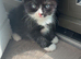 Kitten for sale