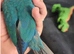 Super Friendly Cuddly Hand tame Baby Terqouise Conure Parrot