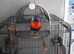 rainbow lorikeet male silly tame