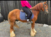 *** MOTHERS DREAM PONY ***