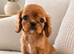 **DNA PRA CLEAR CAVALIER KING CHARLES PUPPIES **