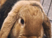 Neutered 6 month male rabbit