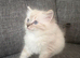 1 girl ragdoll kitten