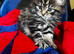 Stunning female kitten looking for a loving home