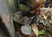 Established Bromeliad Dart Frog Vivarium 50x50x60cm &ndash; Bioactive Setup &pound;300
