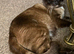 All reserved 3 lovely Siamese chocolate point kittens