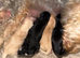 8 gorgeous cockapoo puppies. 6 boys 2 girls