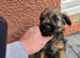Adorable boy pups