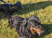 Long haired dachshund boy