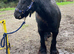 12.2 cob mare