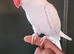 Beautiful Albino supertame ringneck talking parrot