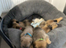 First & Only Litter &ndash; Belgian Malinois x Black Mouth Cur Puppies