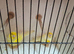 Several Canaries left
