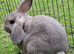 Mini Lop Rabbits **ready to leave 12th May**